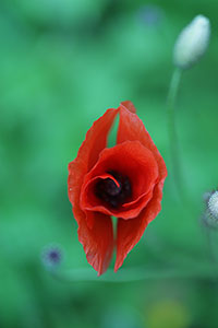 coquelicot