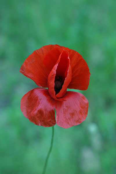 coquelicot