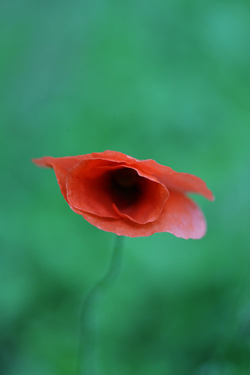 coquelicot