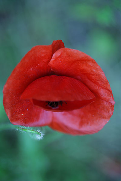 coquelicot