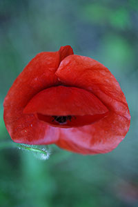 coquelicot