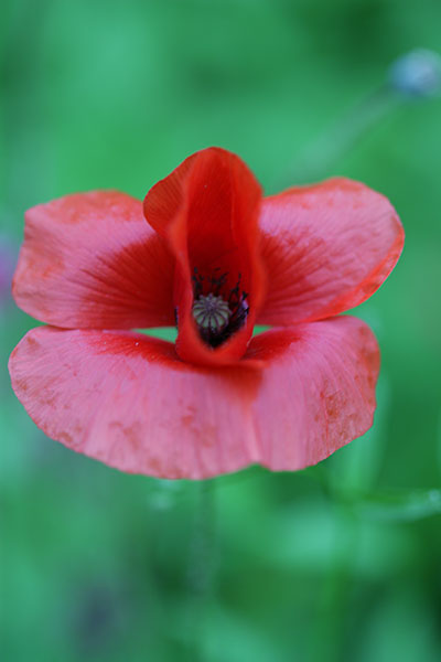 coquelicot